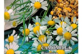 KAMILICA Matricaria recutita