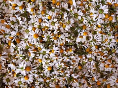 Trgovci ljekovitim biljem