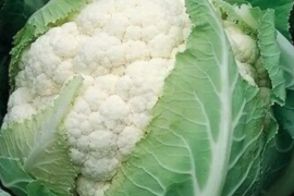 Karfiol Bruce F1 2500sem