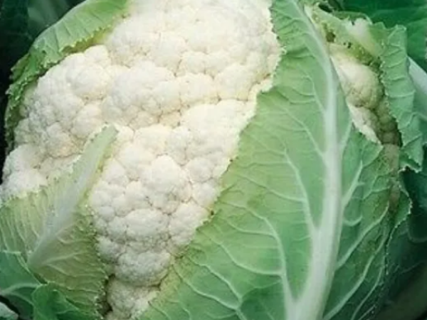 Karfiol Bruce F1 2500sem