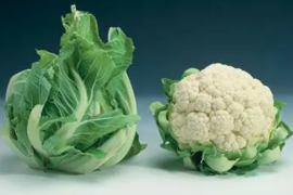 Karfiol Cristof F1 2500sem