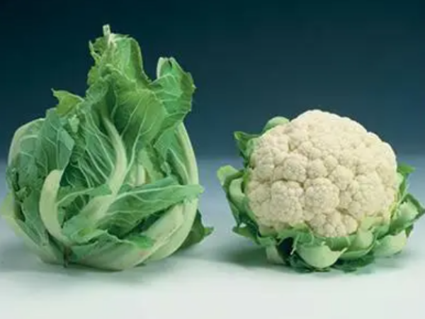 Karfiol Cristof F1 2500sem