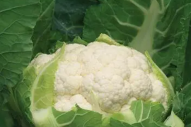 Karfiol David F1 2500sem