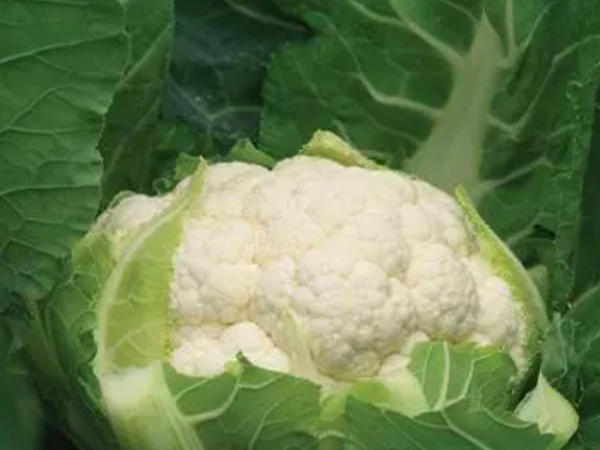 Karfiol David F1 2500sem