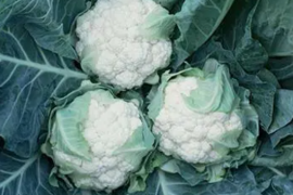 Karfiol Lecanu F1 2500sem