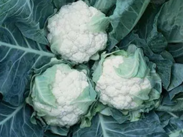 Karfiol Lecanu F1 2500sem