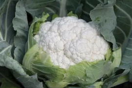 Karfiol Solistar F1 2500sem