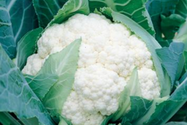 Karfiol Spacestart Gold F1 2500sem