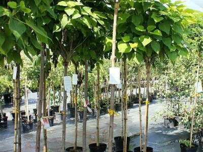 Ukrasna Kuglasta Stabla