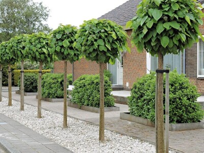 Ukrasna Kuglasta Stabla