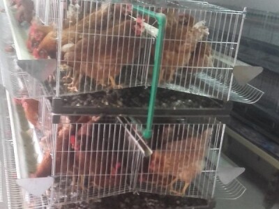 Kavezi za koke nosilje - proizvodnja i prodaja