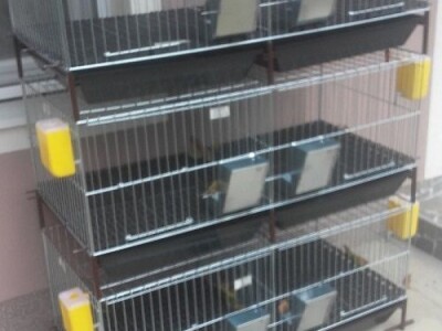 Kavezi za pilice i zeceve - Novi Sad