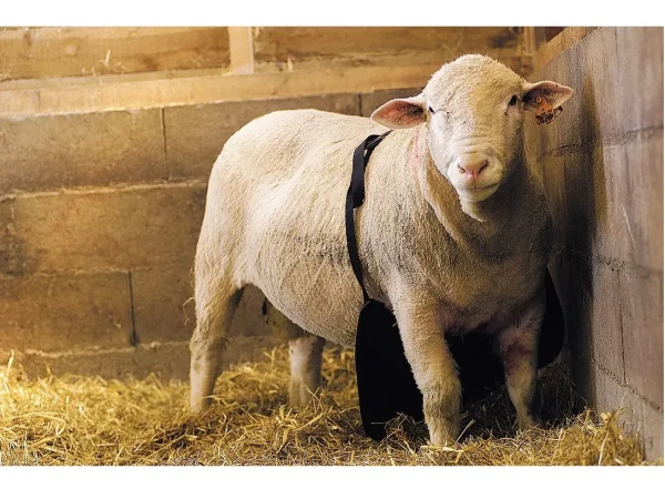 Kecelja za ovna Kamer