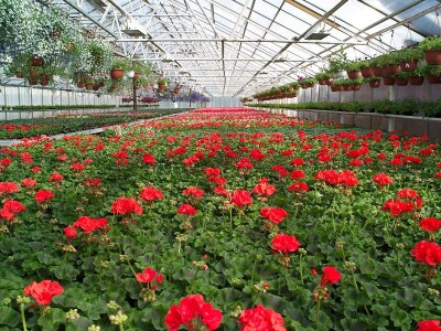 Kekkilä supstrati za lončanice i ukrasno bilje