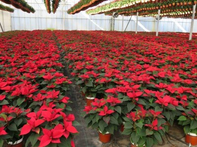 Kekkilä supstrati za lončanice i ukrasno bilje