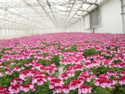 Kekkilä supstrati za lončanice i ukrasno bilje