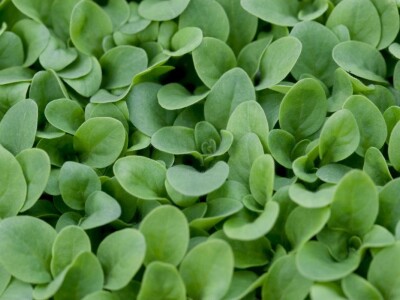 Kekkilä supstrati za povrće, voće i začinsko bilje