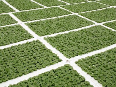 Kekkilä supstrati za povrće, voće i začinsko bilje