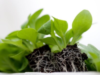 Kekkilä supstrati za povrće, voće i začinsko bilje