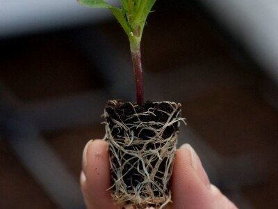 Kekkilä supstrati za povrće, voće i začinsko bilje