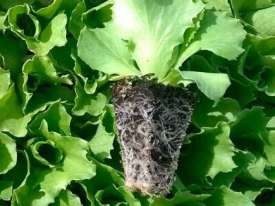 Kekkilä supstrati za profesionalce