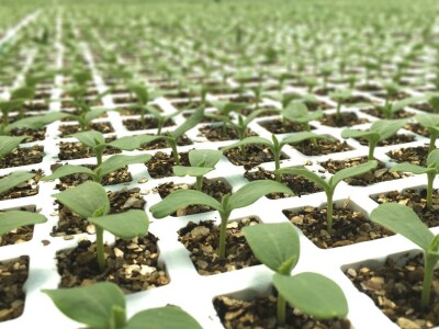 Kekkilä supstrati za profesionalce