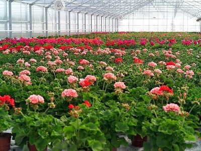 Kekkilä supstrati za profesionalce