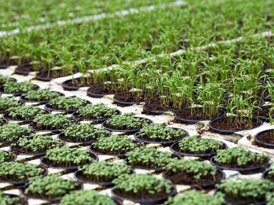 Kekkilä supstrati za profesionalce