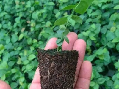 Kekkilä supstrati za profesionalce