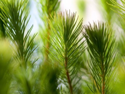 Kekkilä supstrati za šumske sadnice