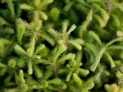 Kekkilä supstrati za šumske sadnice