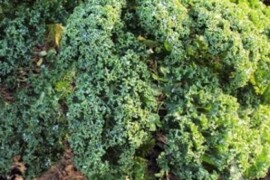 Kelj lisnati HALBHOHER GRUENER