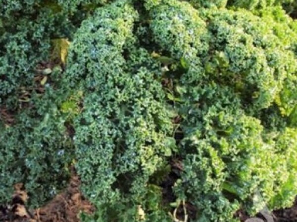 Kelj lisnati HALBHOHER GRUENER