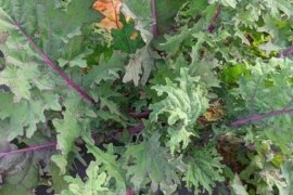 Kelj lisnati WINTER RED