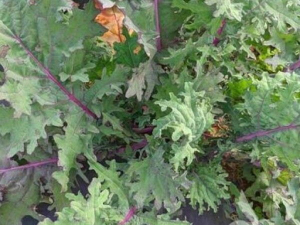 Kelj lisnati WINTER RED