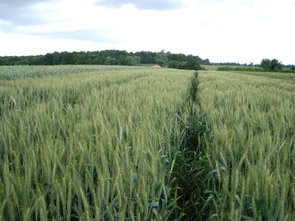 Kilas – RWA ozima pšenica