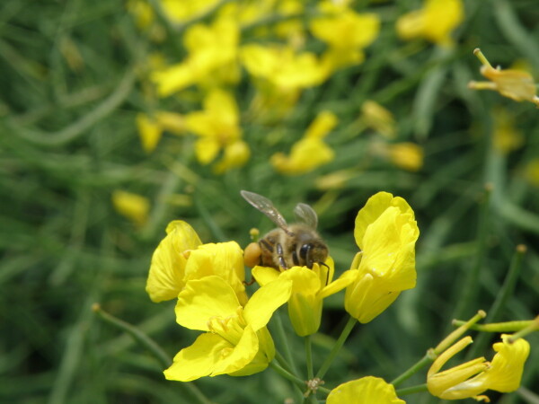 KINETIC – RWA hibrid uljane repice