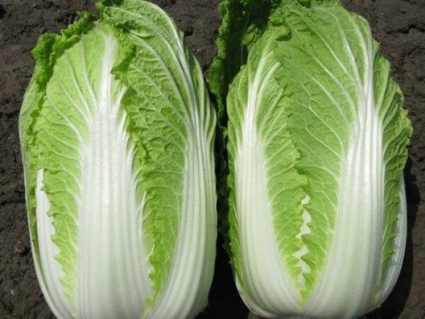 Sjeme kineskog kupusa KISEKI F1