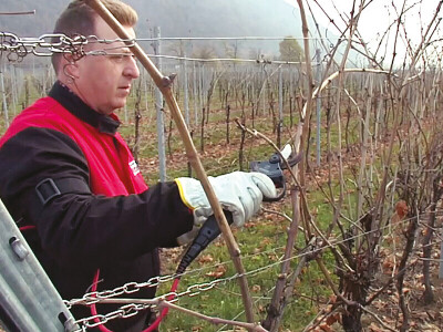 Kit VINE - baterijske škare TIGER SL-38 + vezačica ZL 640S + baterija DRIVE 350S