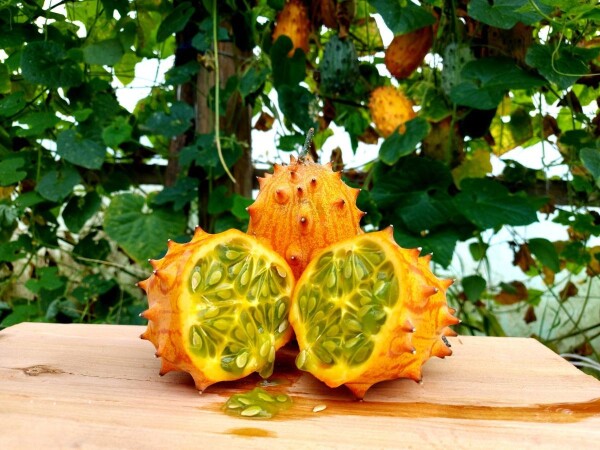 KIVANO-Afrička dinja