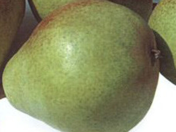 Kruška - Klapov ljubimac - sadnice