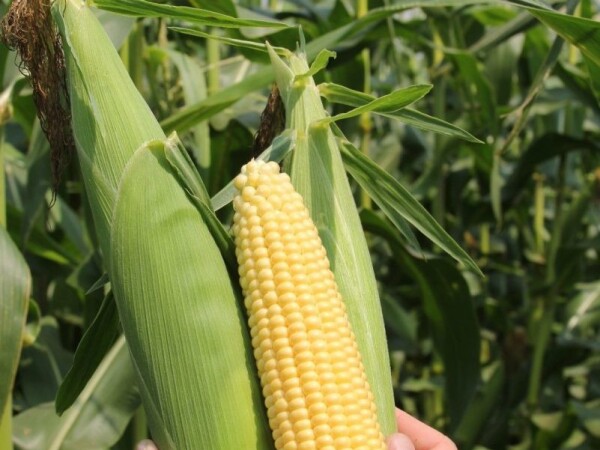 Klondike F1 - sjeme šećerca