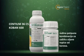 KOBAN 600 I CENTIUM 36 CS - ZAŠTITA ULJANE REPICE U pre-em ROKU