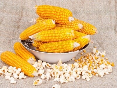 Kokičar,pšenica Belija rod 2018