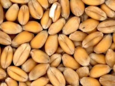 Kokičar,pšenica Belija rod 2018