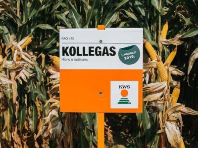 KOLLEGAS - hibrid kukuruza - FAO 470