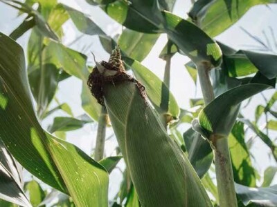 KOLLEGAS - hibrid kukuruza - FAO 470