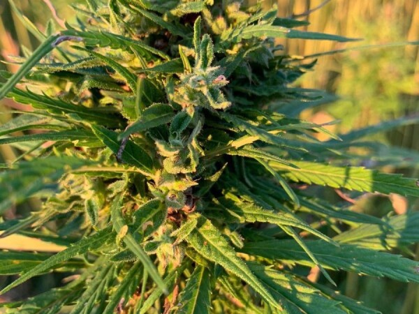 Kombajniranje industrijske konoplje