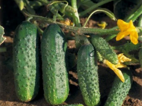 Kornišon Ajax F1 1000sem