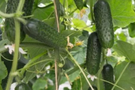 Kornišon Monolit F1 1000sem